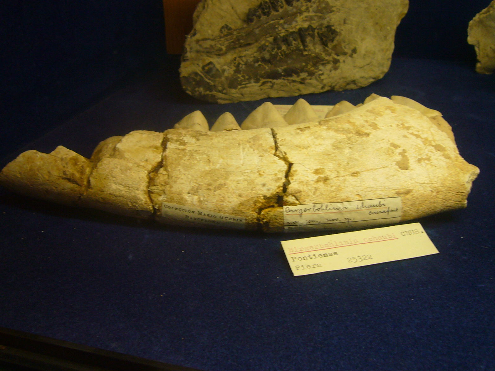 Museu Geologic del Seminari de Barcelona