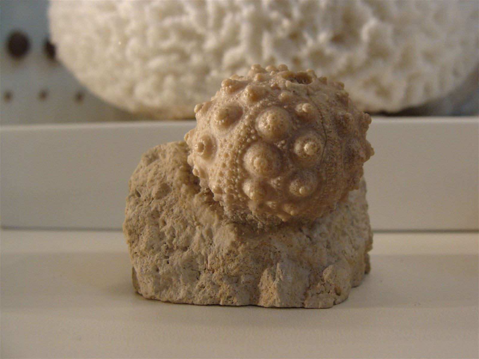 CosmoCaixa Barcelona