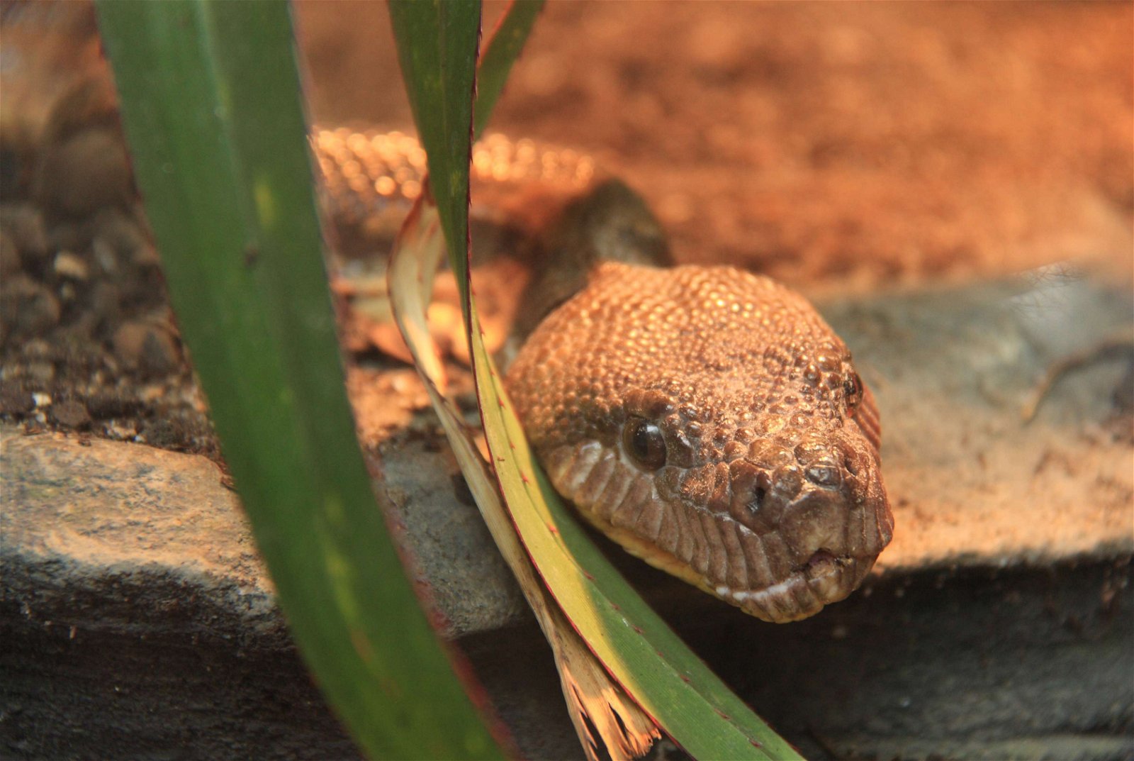 Parc zoologique de Paris