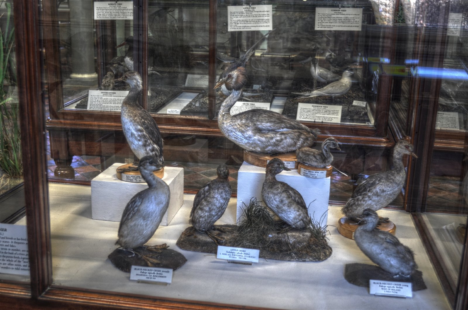 National Museum of Ireland - Natural History