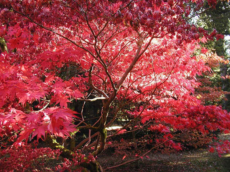 Westonbirt Arboretum