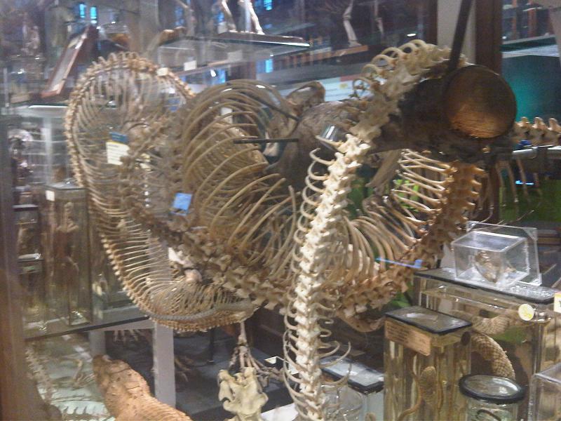 Grant Museum of Zoology