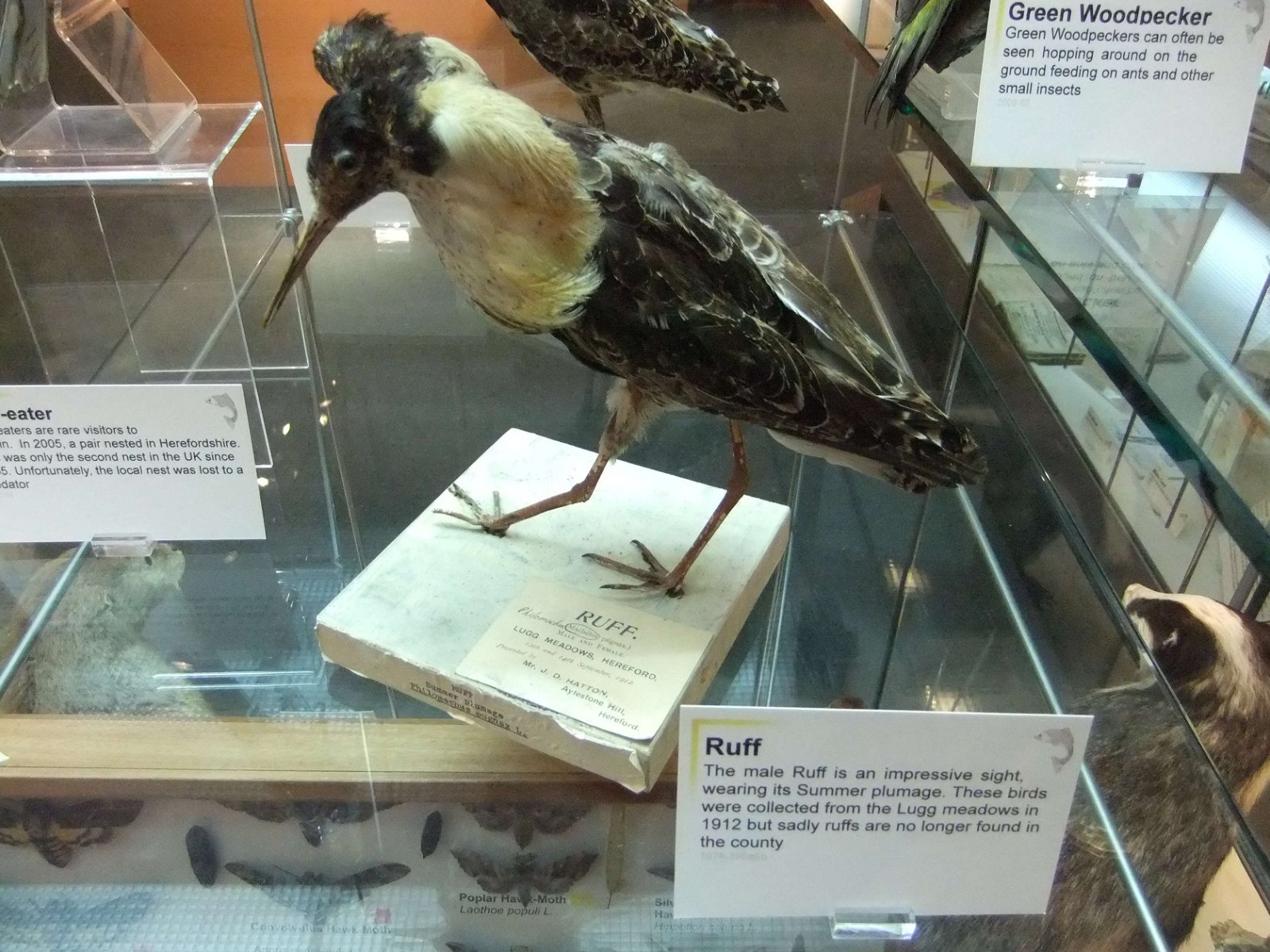 Hereford Museum and Art Gallery