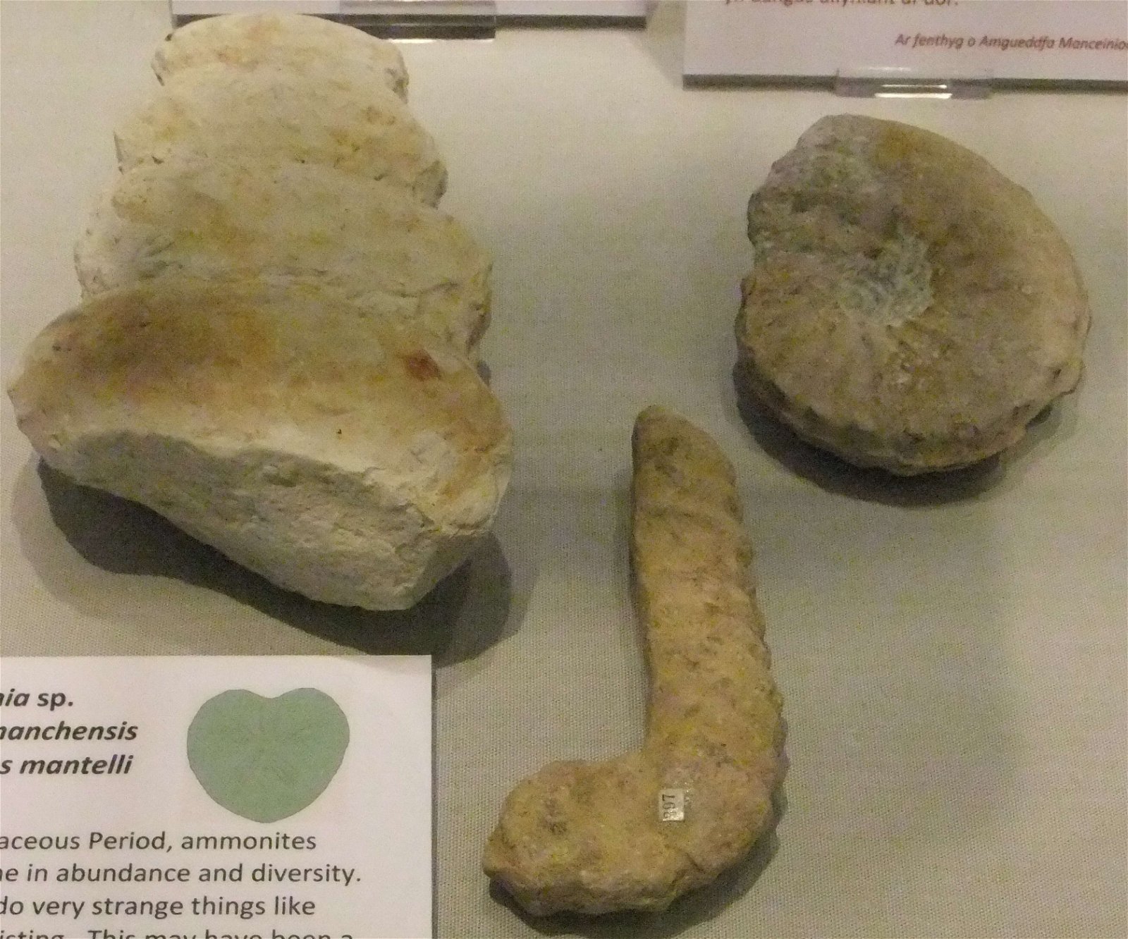 Wrexham County Borough Museum and Archives