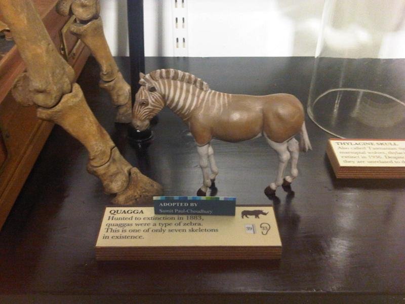 Grant Museum of Zoology