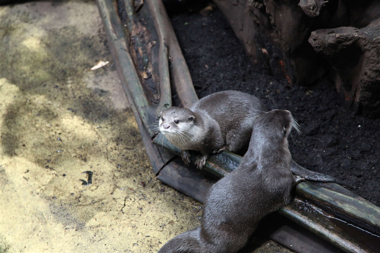 Aquazoo – Löbbecke-Museum Düsseldorf