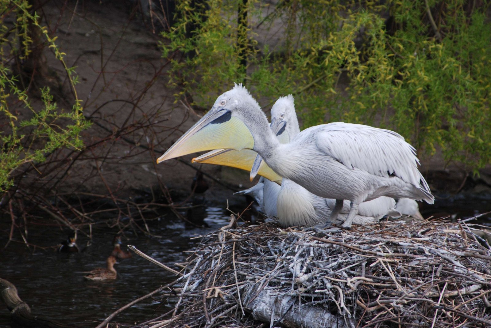 Berlin Zoological Garden