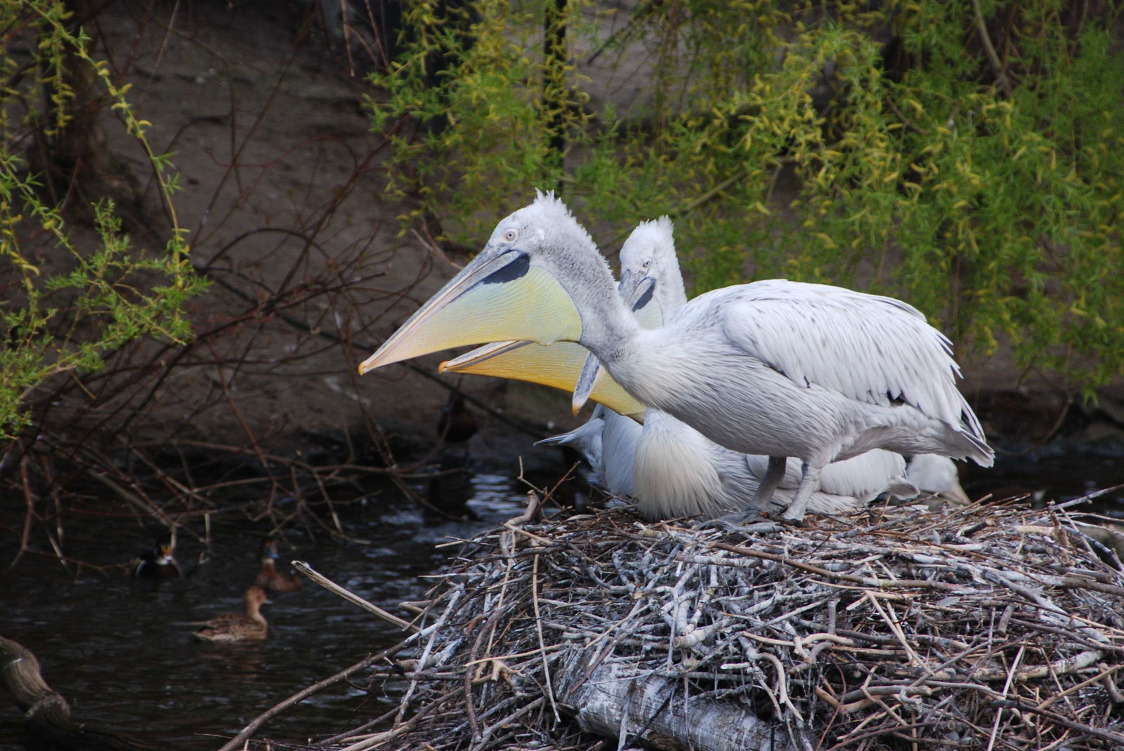 Berlin Zoological Garden