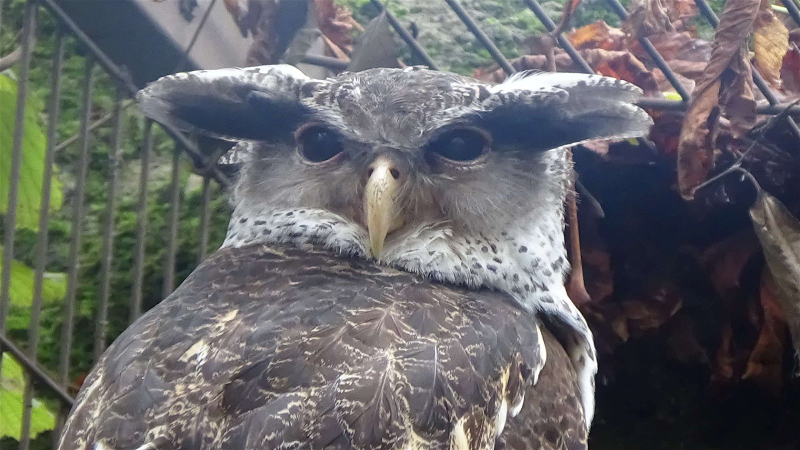 Ménagerie du Jardin des Plantes