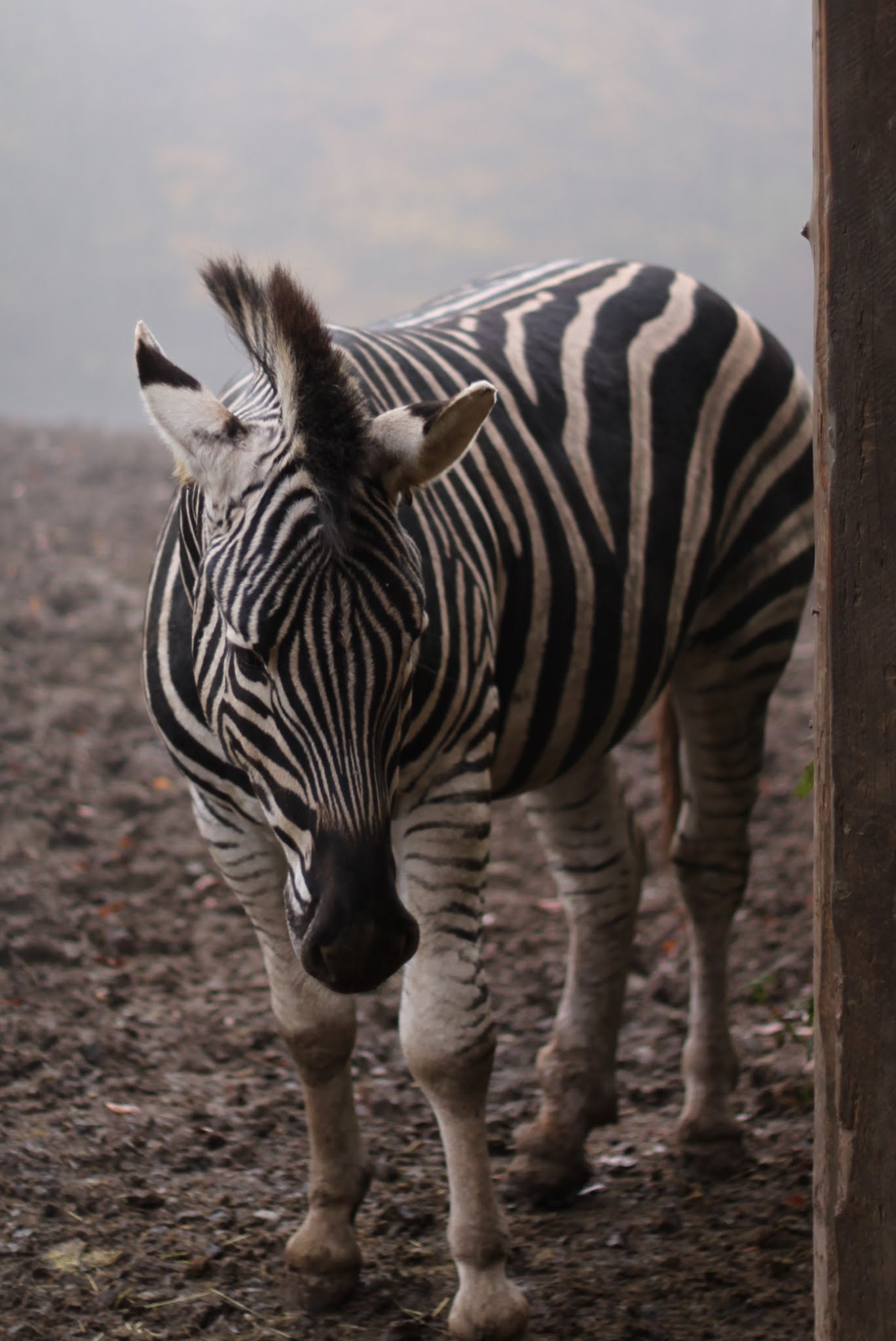 Parc animalier de Bouillon