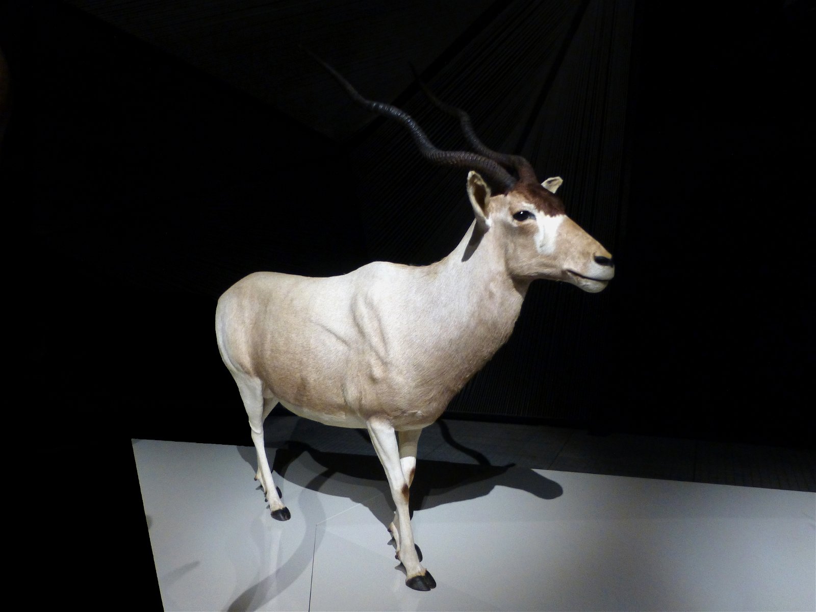 Musée des Confluences