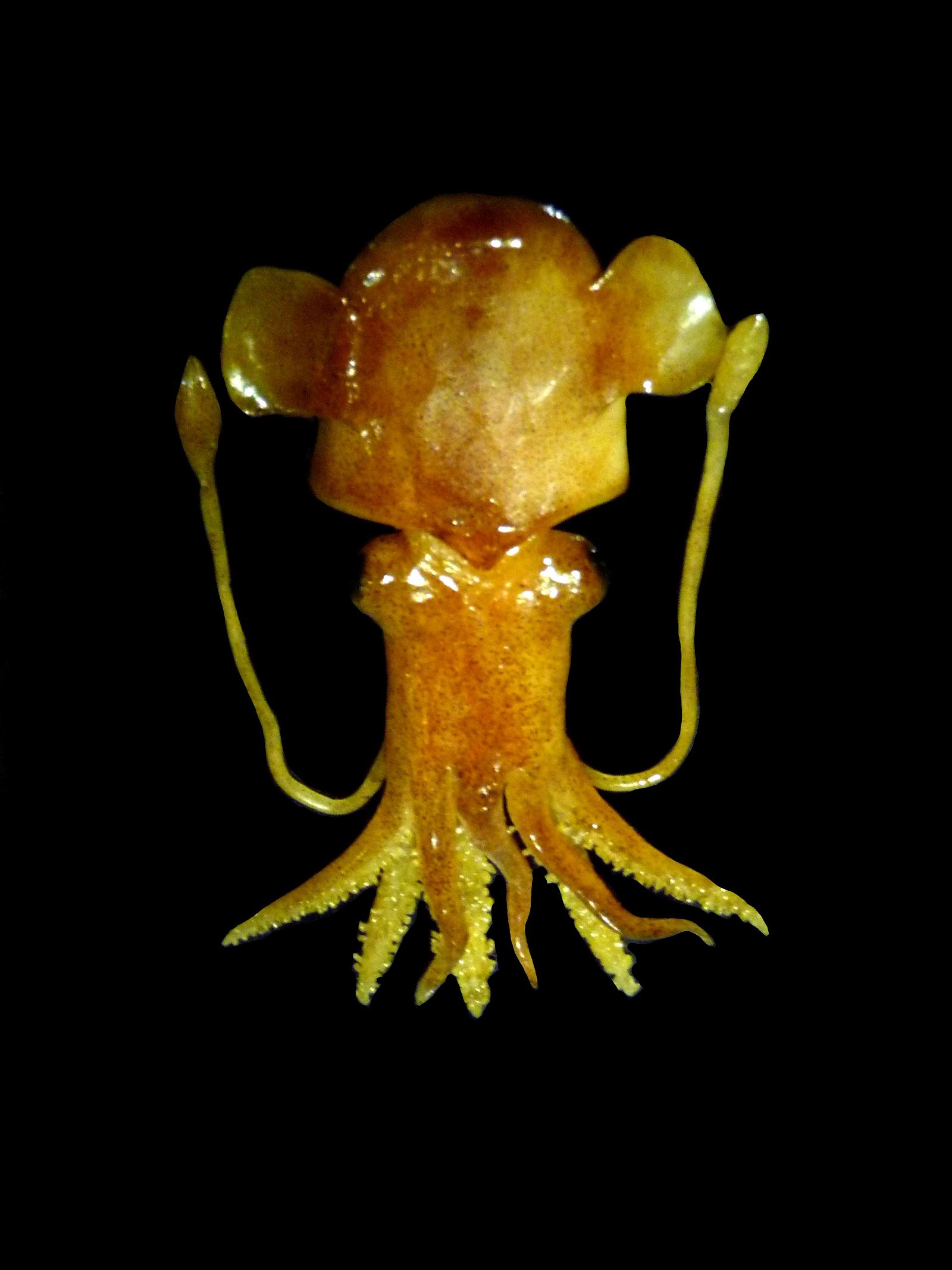 Grande Galerie de l'Evolution