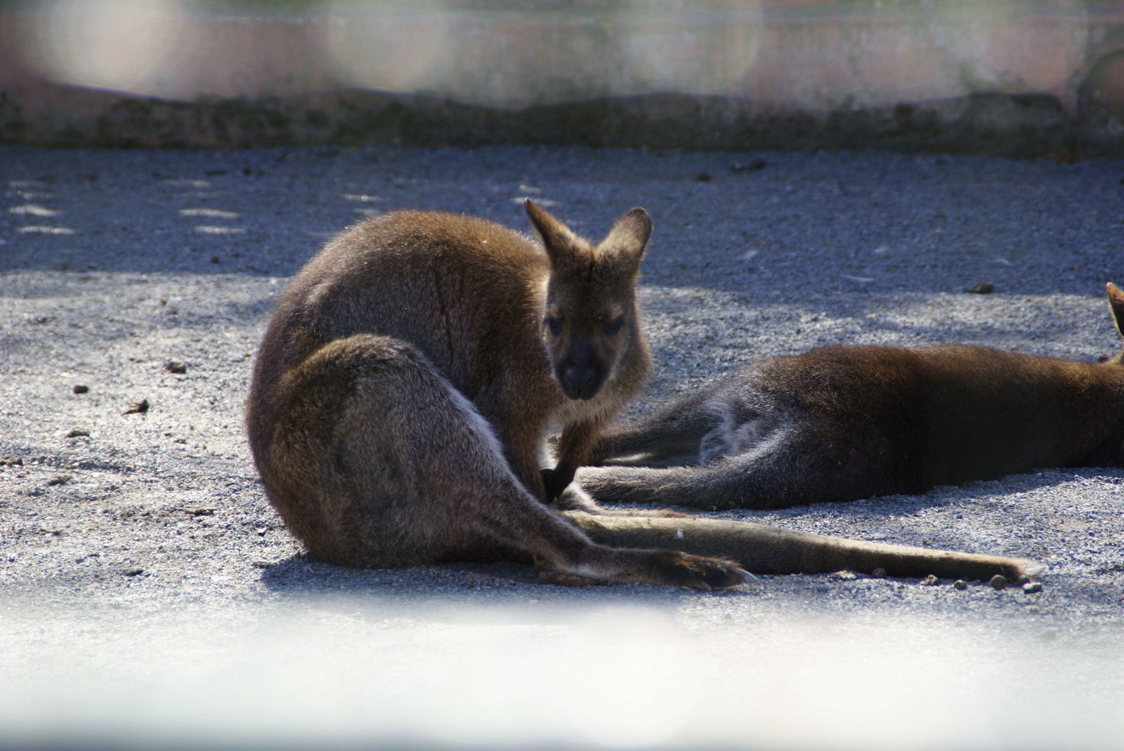 Zoo de Córdoba