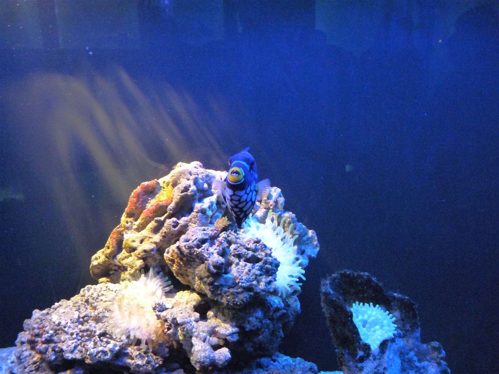 Aquaria Water Museum