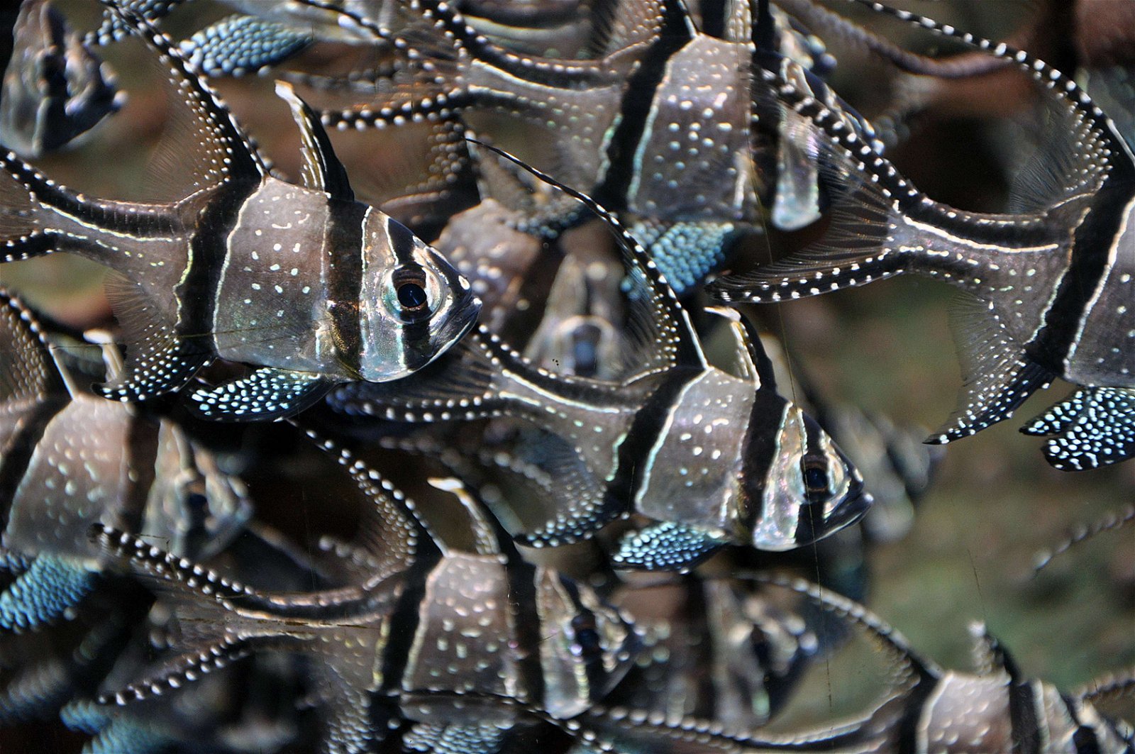 Aquazoo – Löbbecke-Museum Düsseldorf