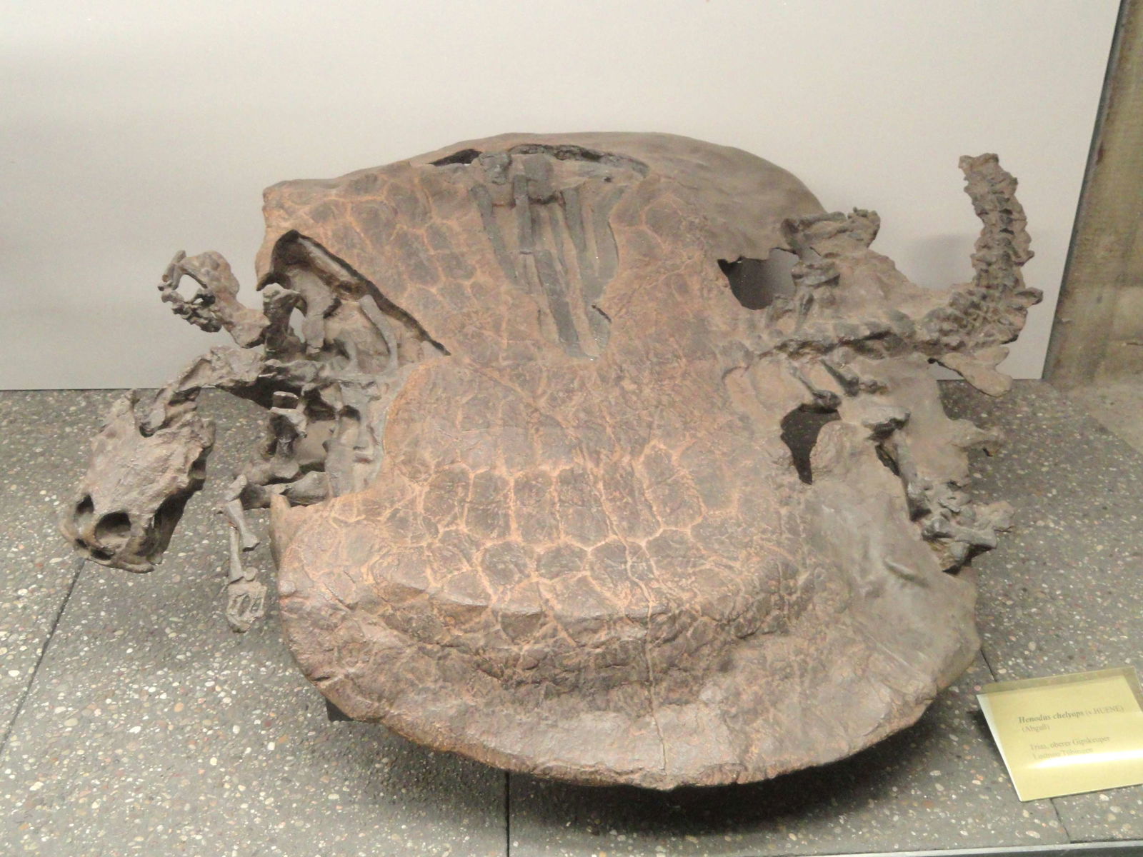 Naturmuseum Senckenberg