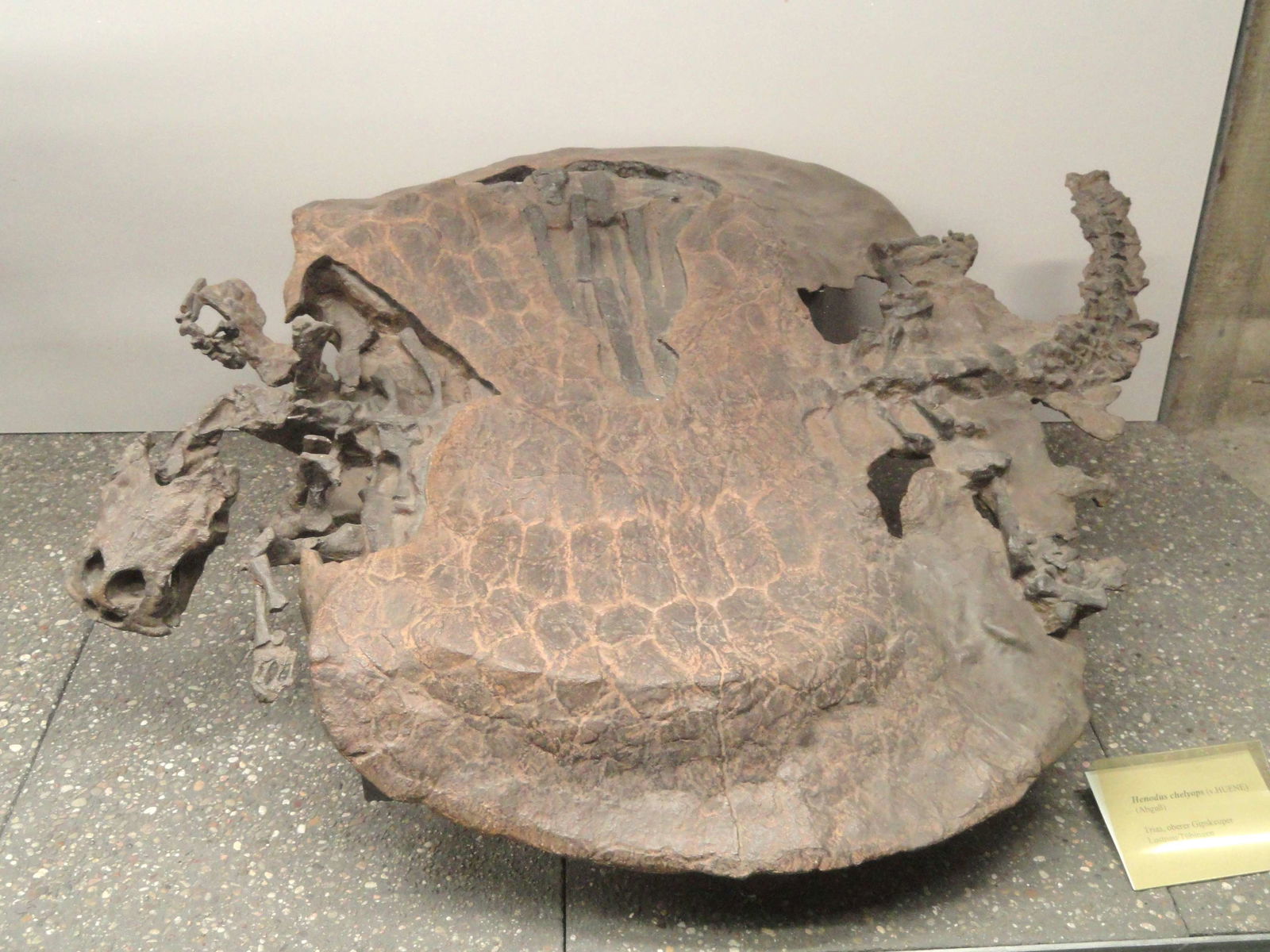 Senckenberg Natural History Museum