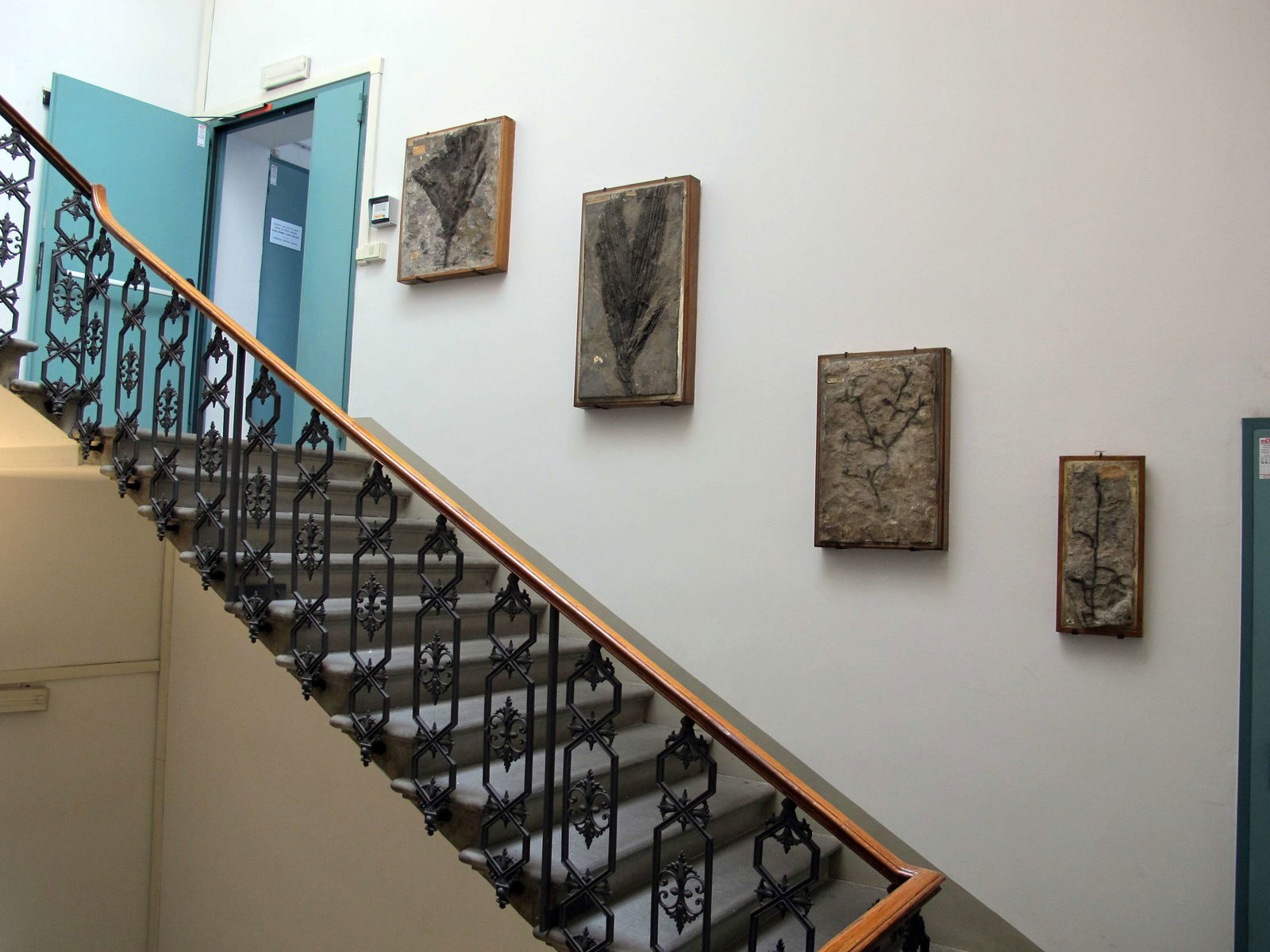 Museo di Storia Naturale di Firenze - Geologia e Paleontologia