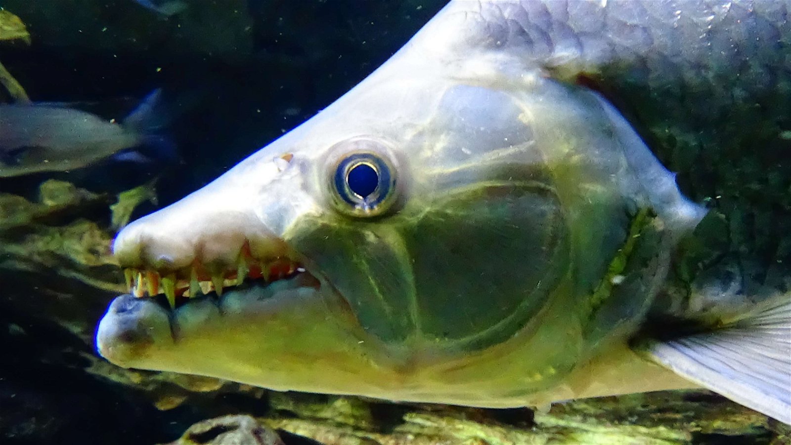 Aquarium de la Porte Dorée