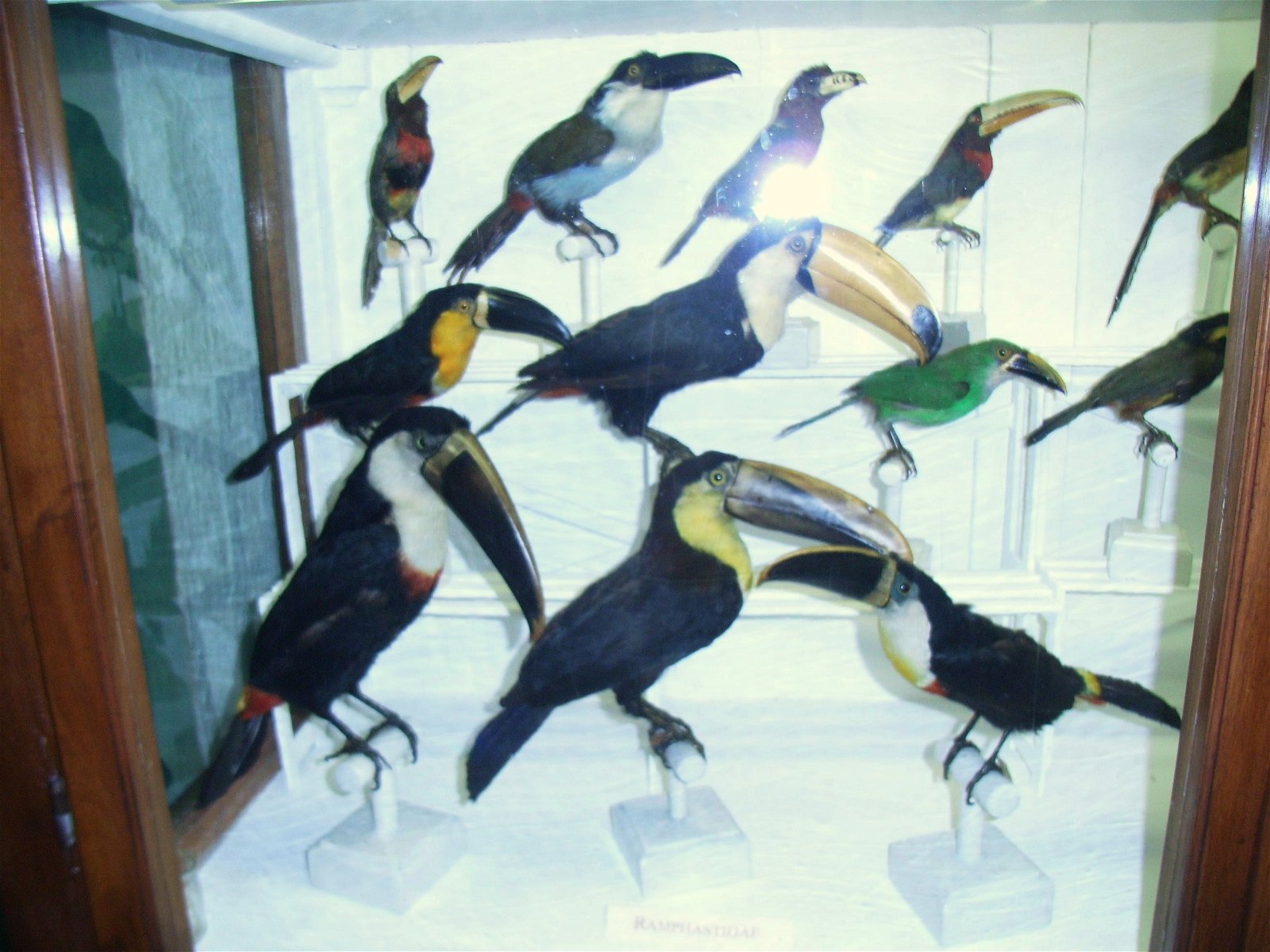 La Specola - Museum of Zoology and Natural History