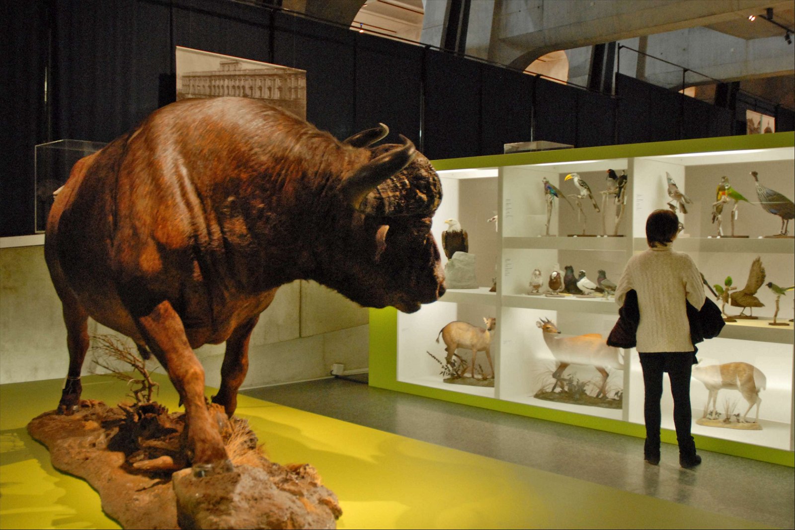 Musée des Confluences