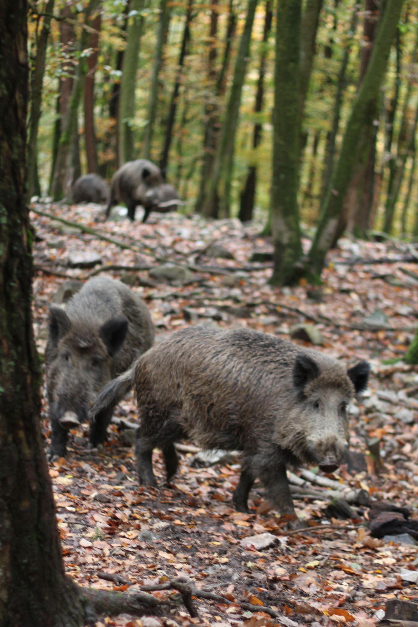 Le parc à gibier de La Roche-en-Ardenne