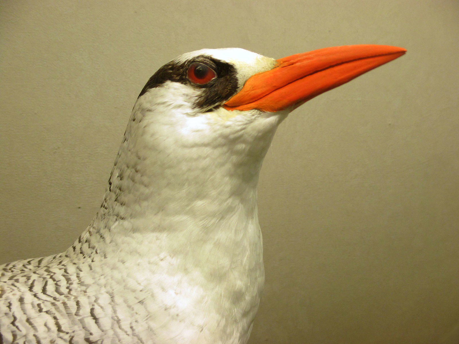 Göteborg Natural History Museum