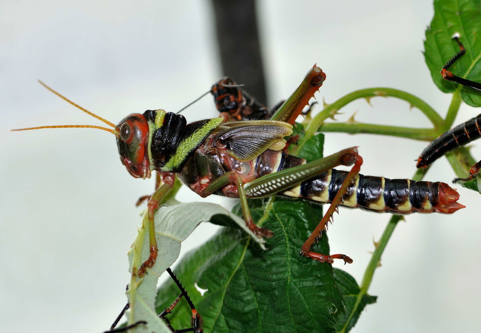 Zoologischer Garten Frankfurt/Main