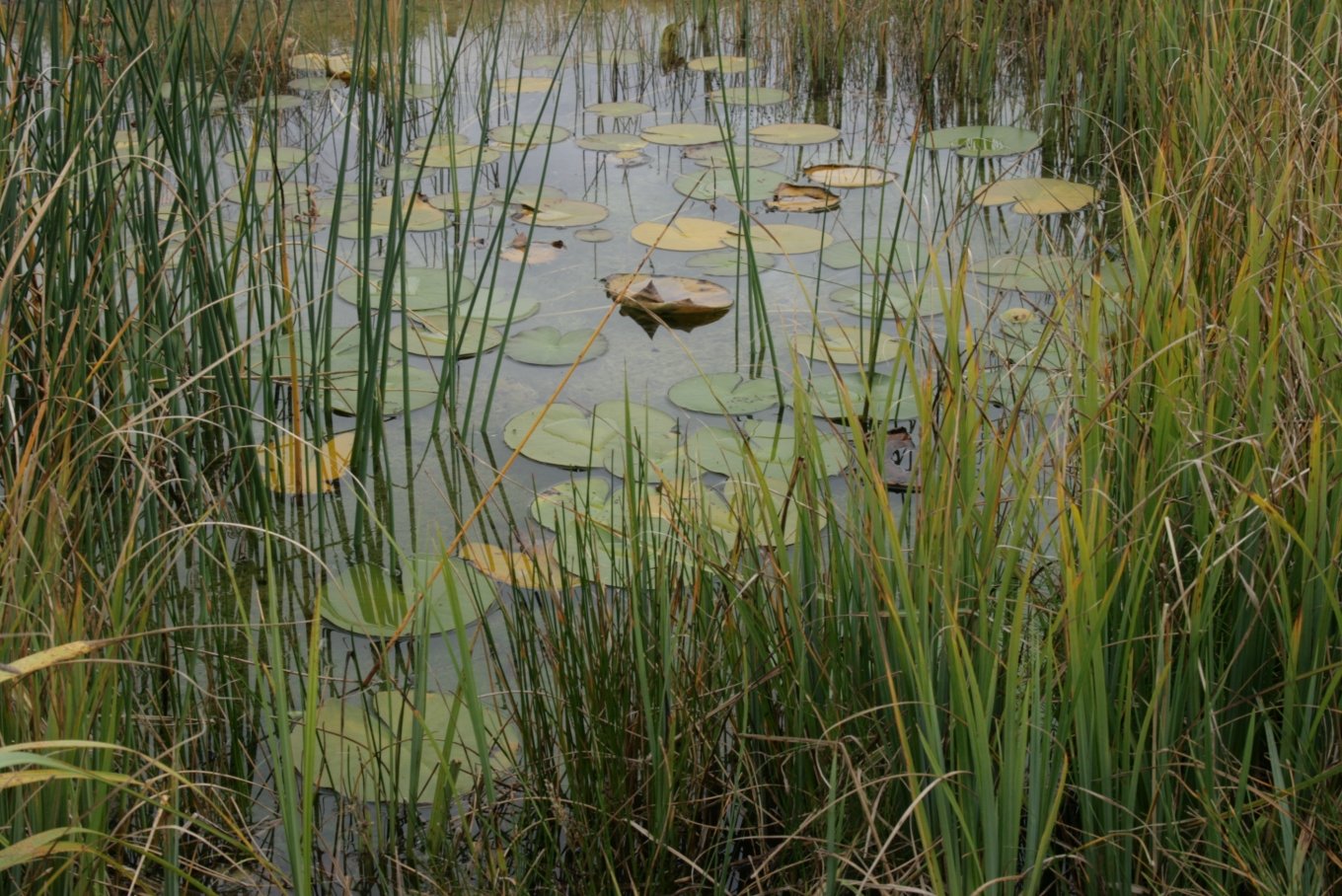 Aarhus Botanical Gardens