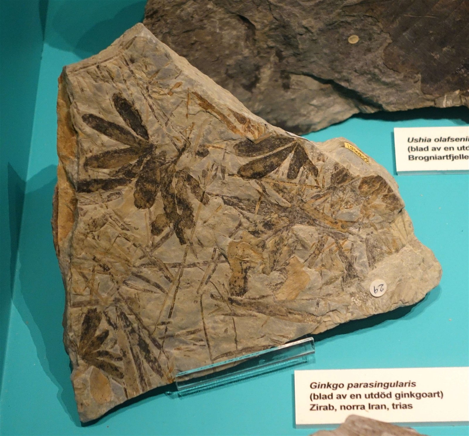 Swedish Museum of Natural History