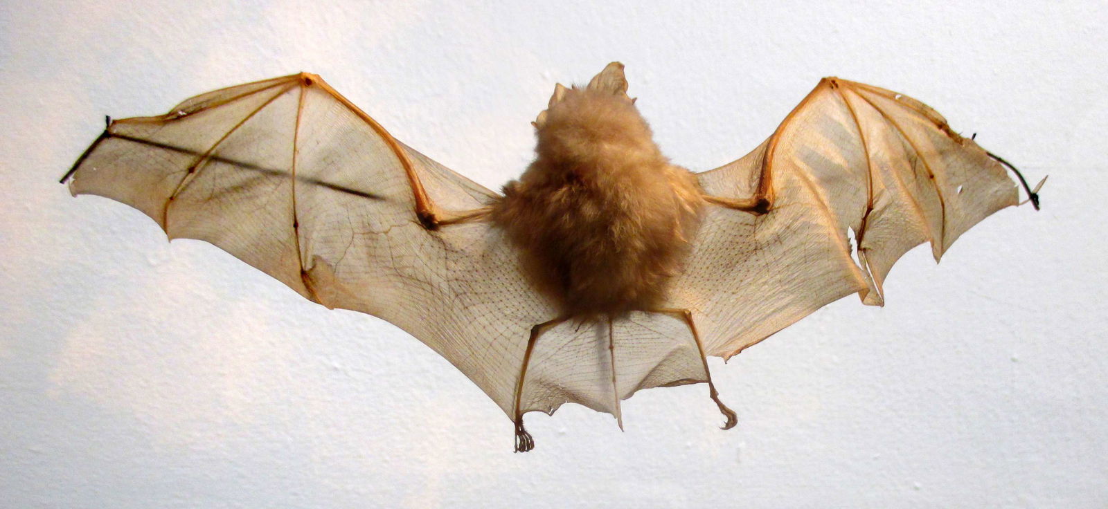 Göteborg Natural History Museum