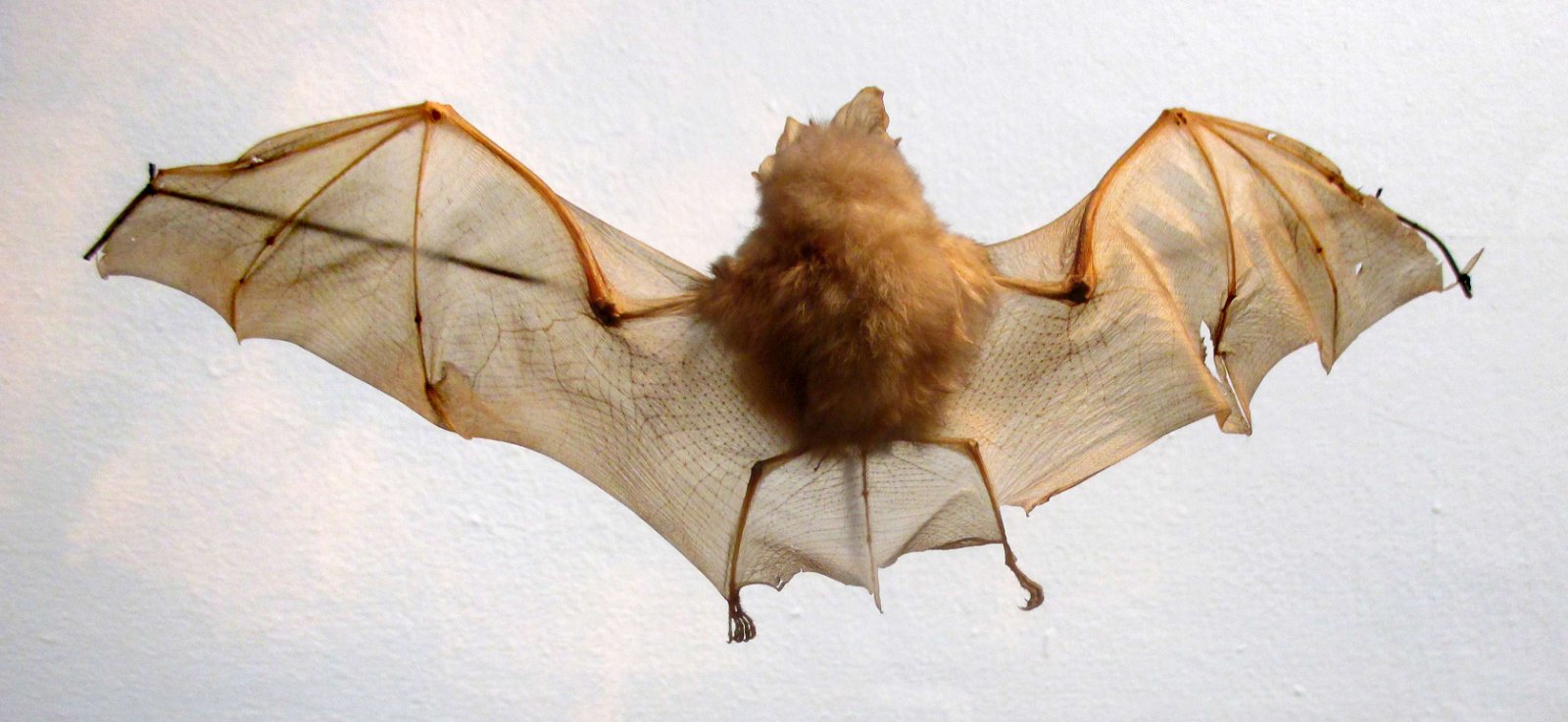 Göteborg Natural History Museum