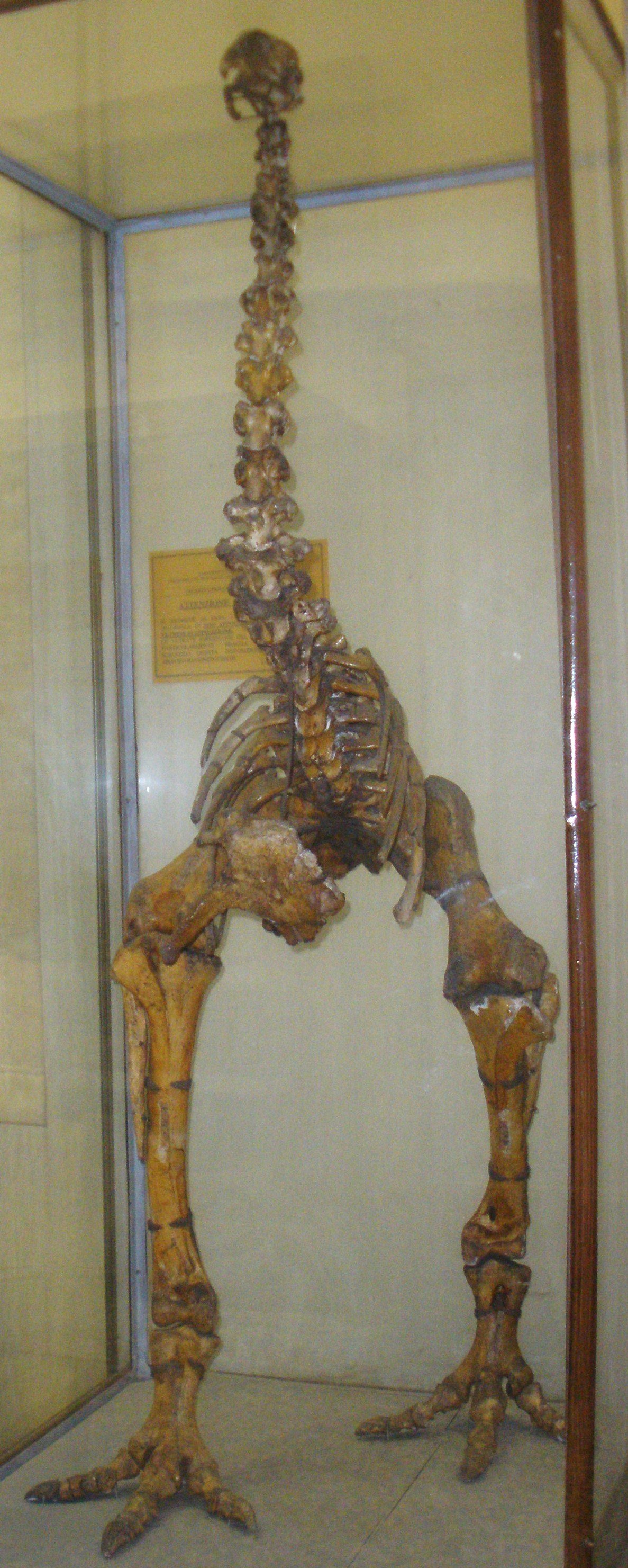 Museo Geologico Giovanni Capellini