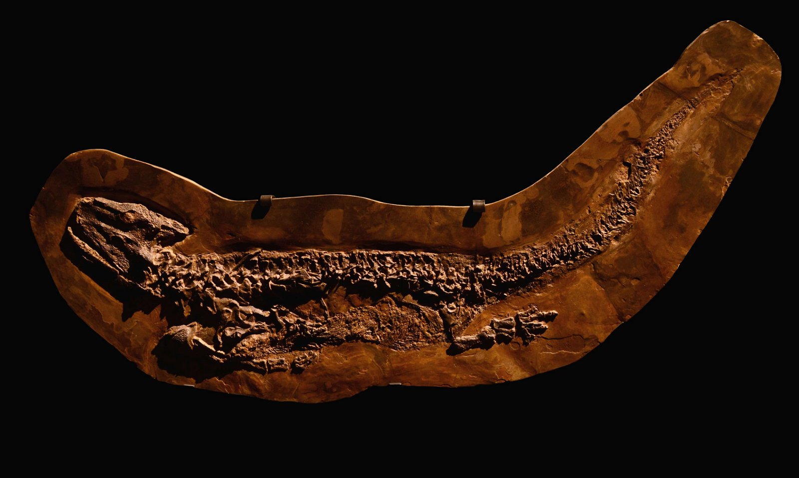 Musée des Confluences