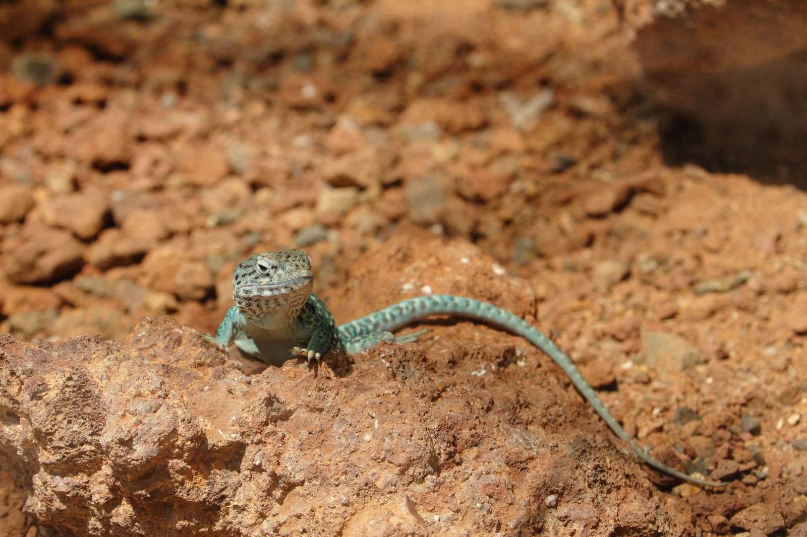 Schönbrunn Desert House