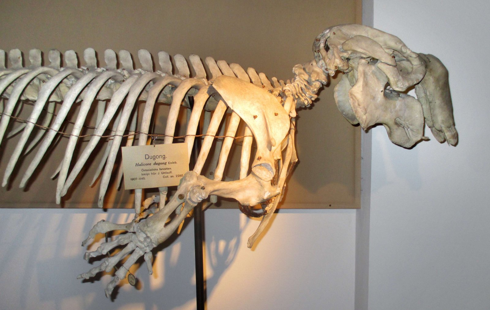 Göteborg Natural History Museum