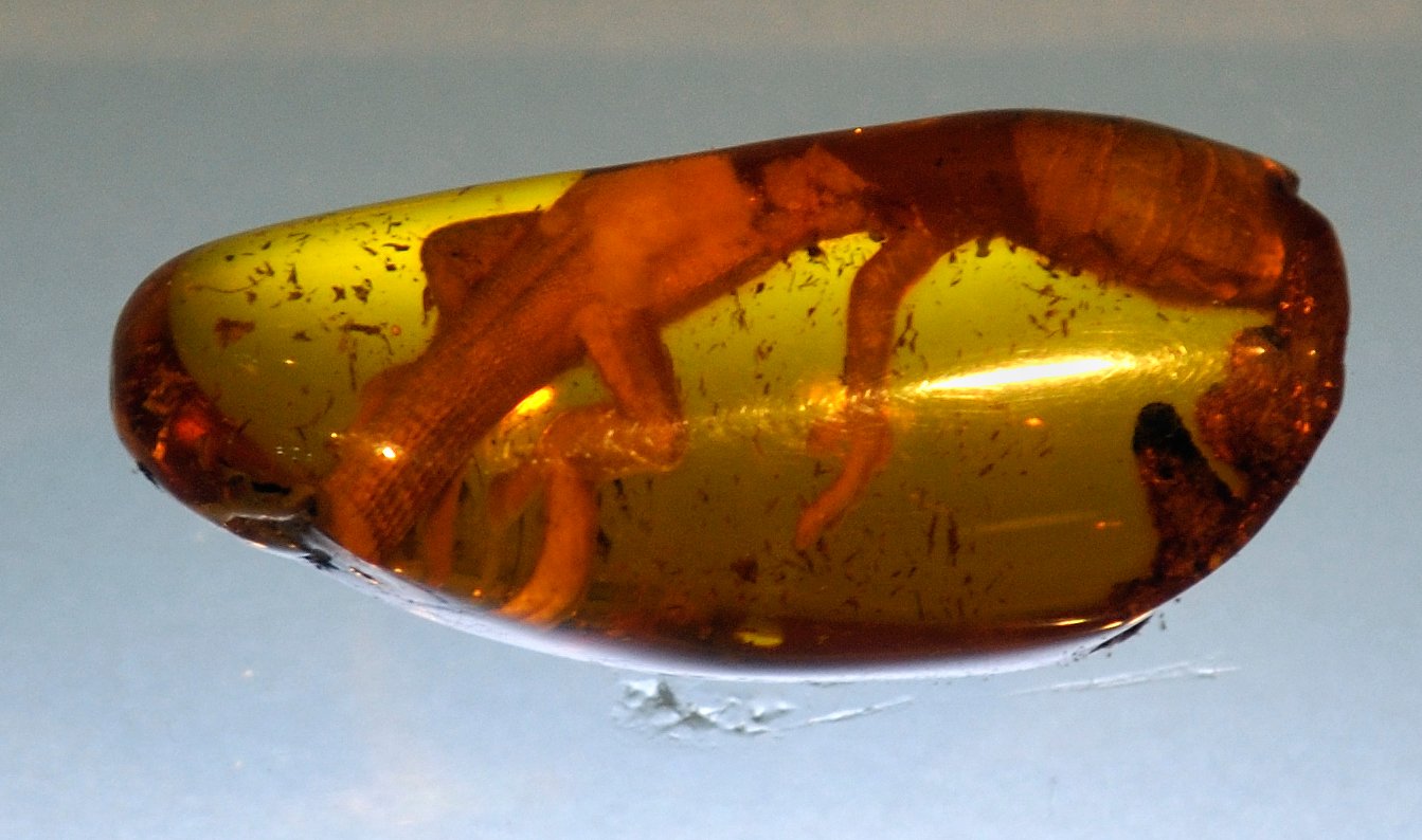 Amber Museum