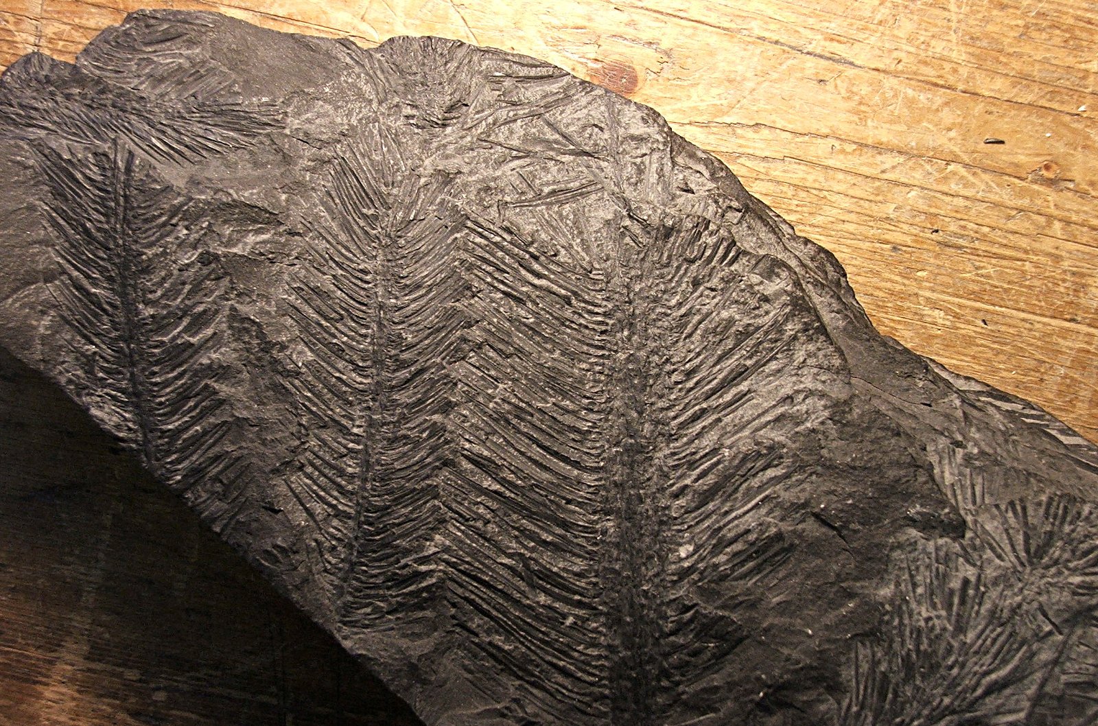 Sedgwick Museum of Earth Sciences