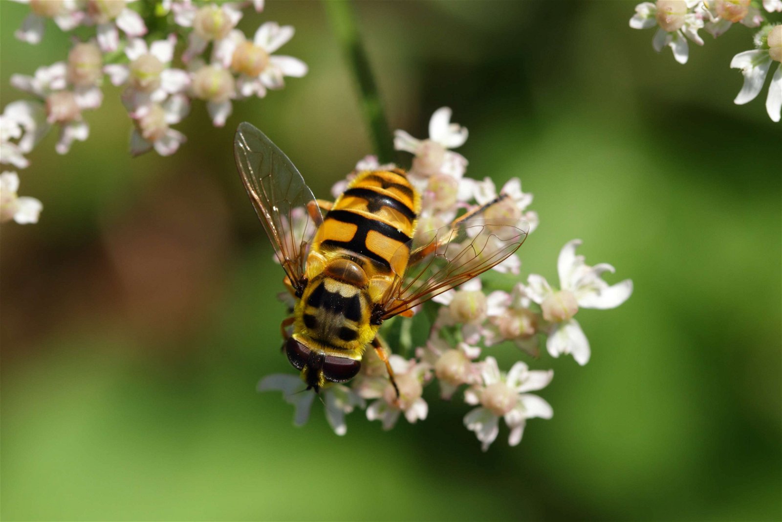 Schonbrunner Gardens