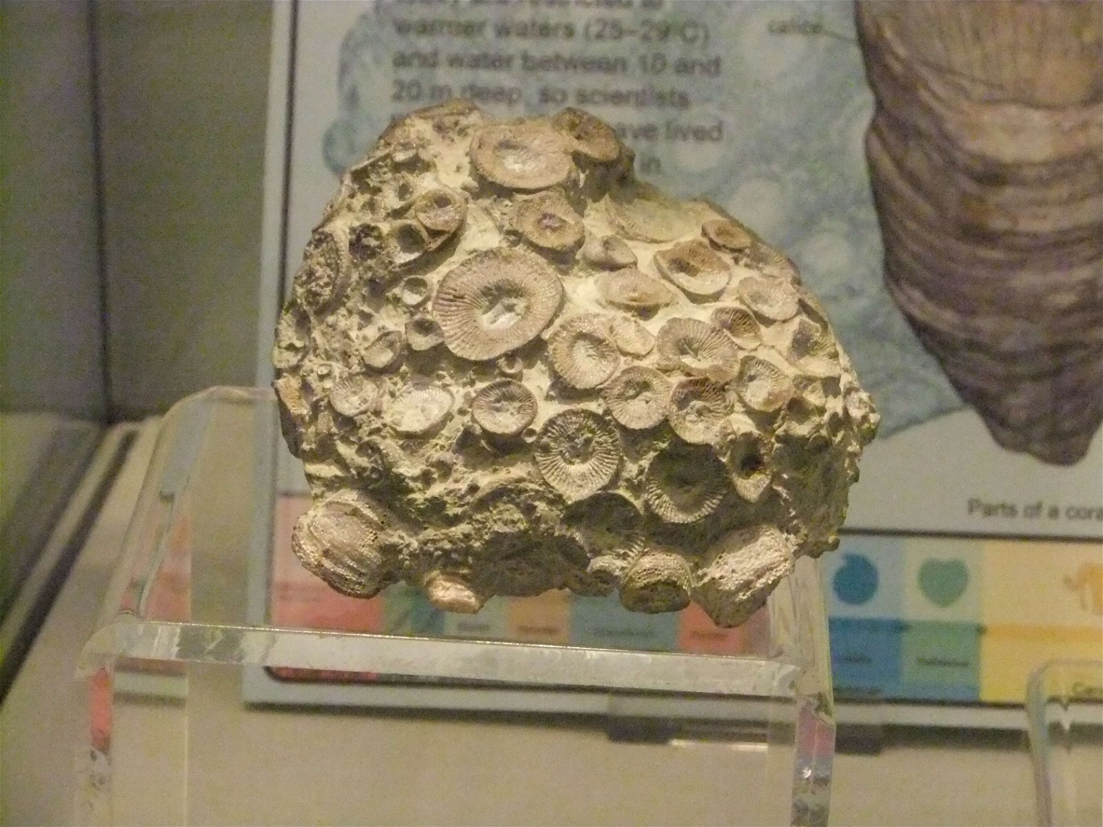 Wrexham County Borough Museum and Archives