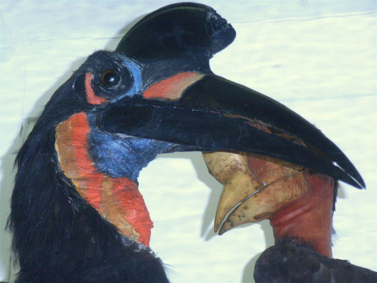 La Specola - Museum of Zoology and Natural History