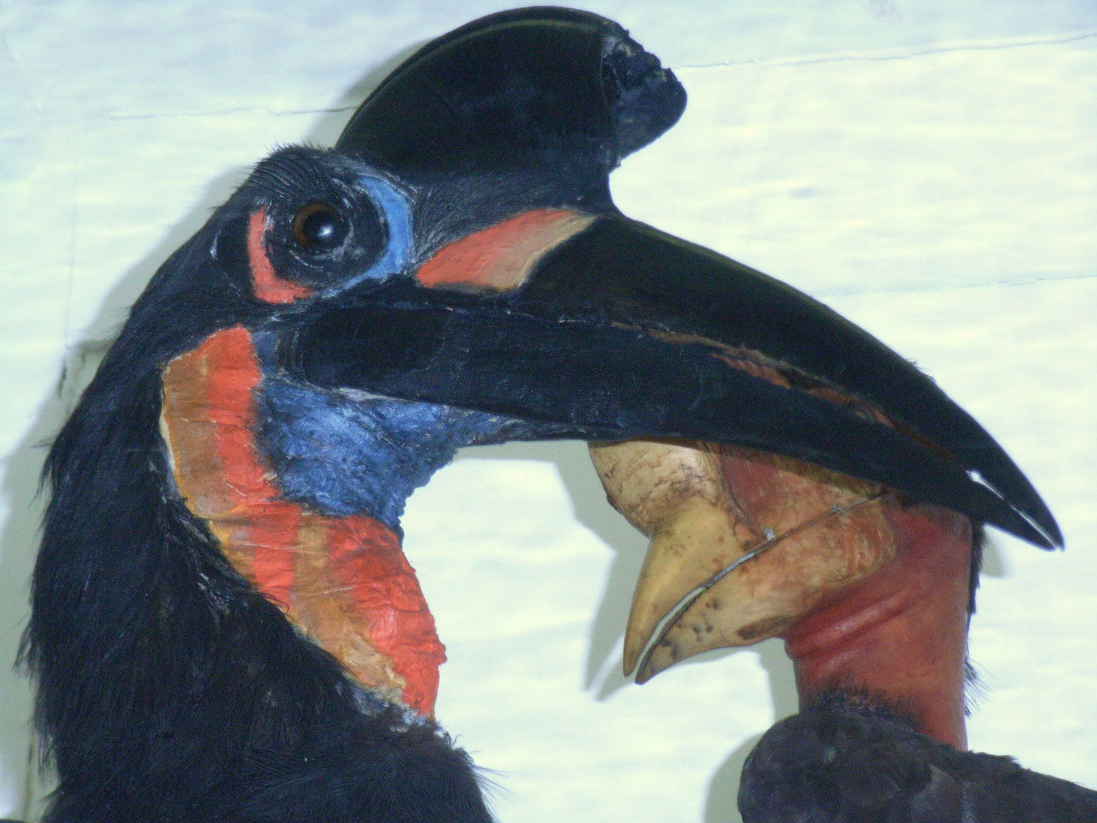 Museo Zoologico La Specola