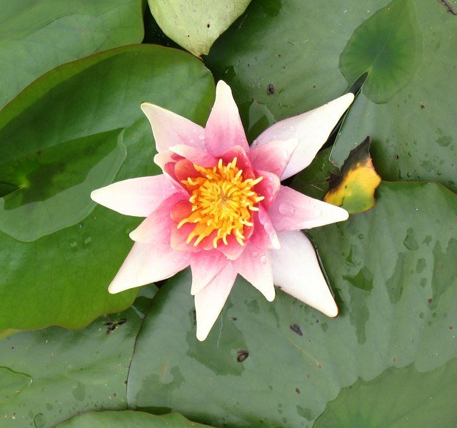 Stewart's Burnby Hall Gardens and Museum