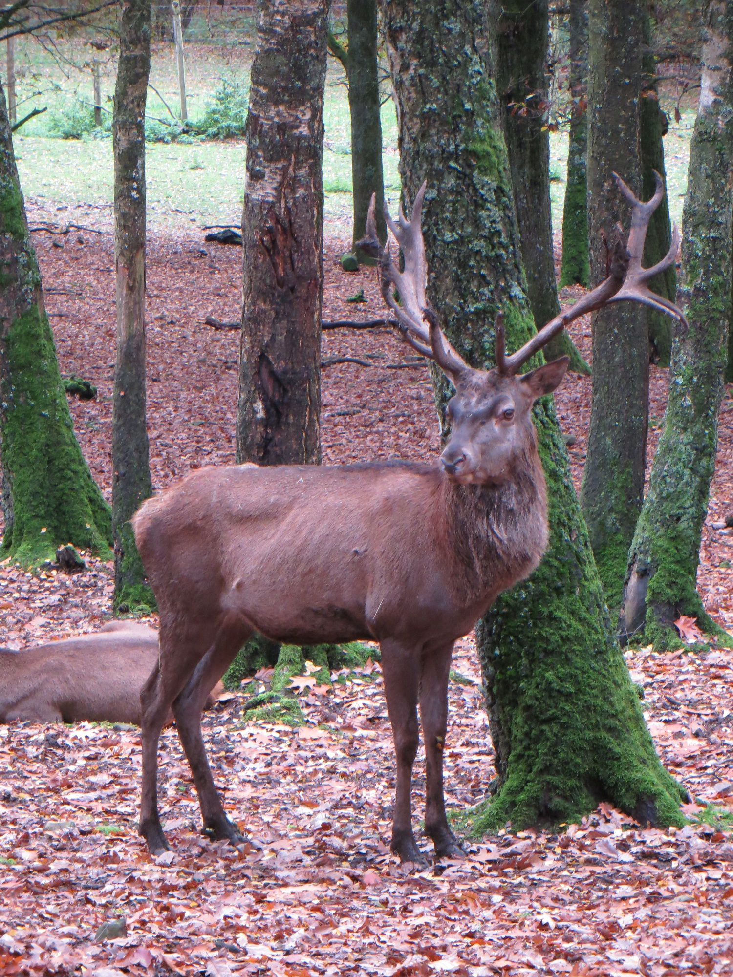 Le parc à gibier de La Roche-en-Ardenne