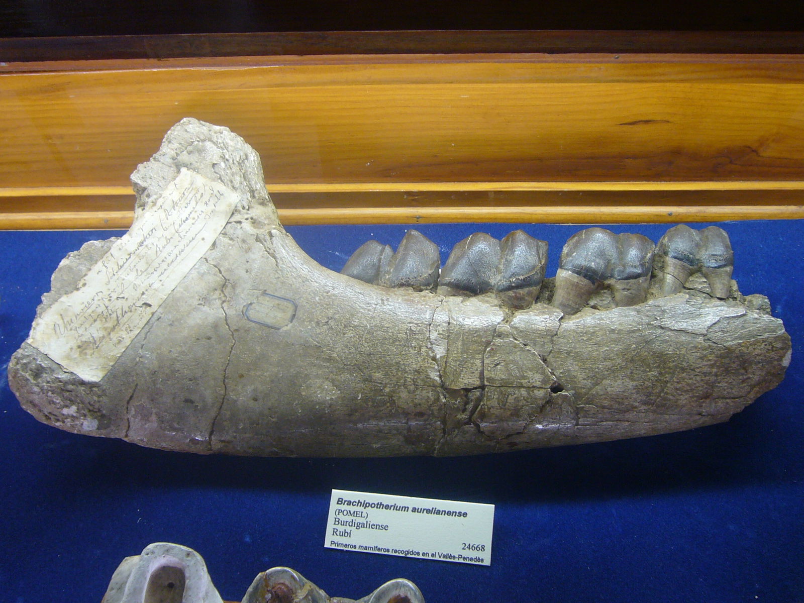 Museu Geologic del Seminari de Barcelona