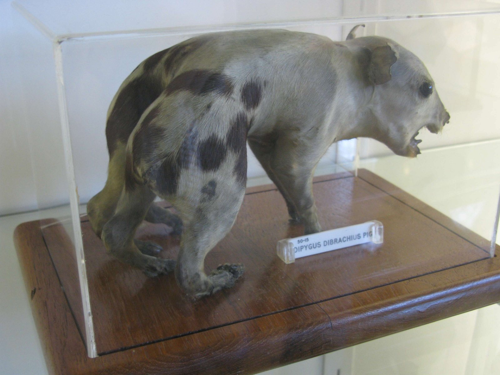 The Hunterian Museum and Art Gallery