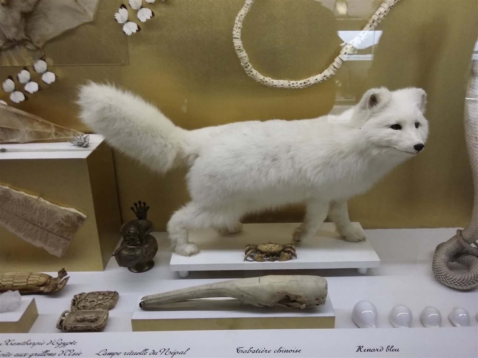 Musée des Confluences