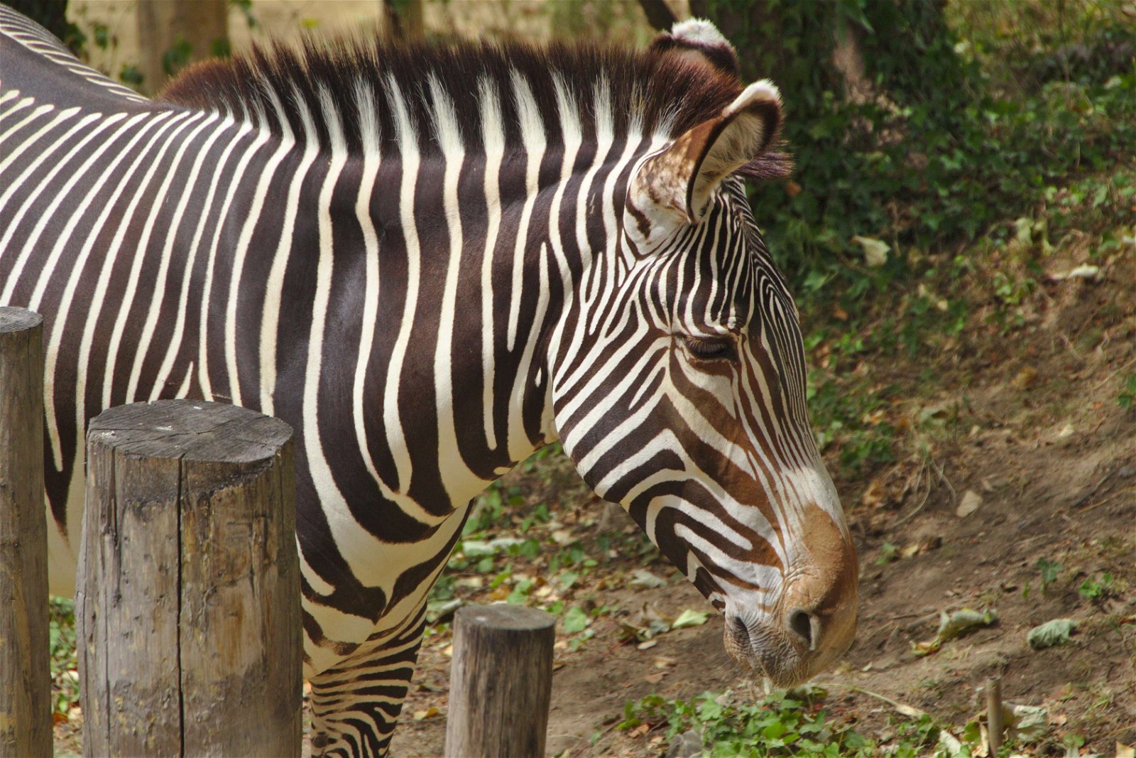 Parc zoologique de Paris