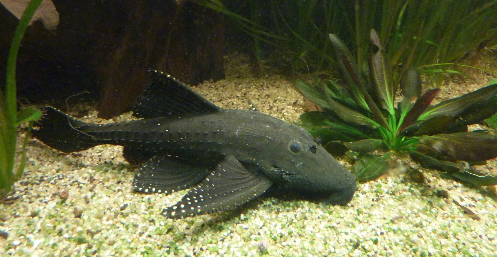 Wilhelma Zoologisch-Botanischer Garten