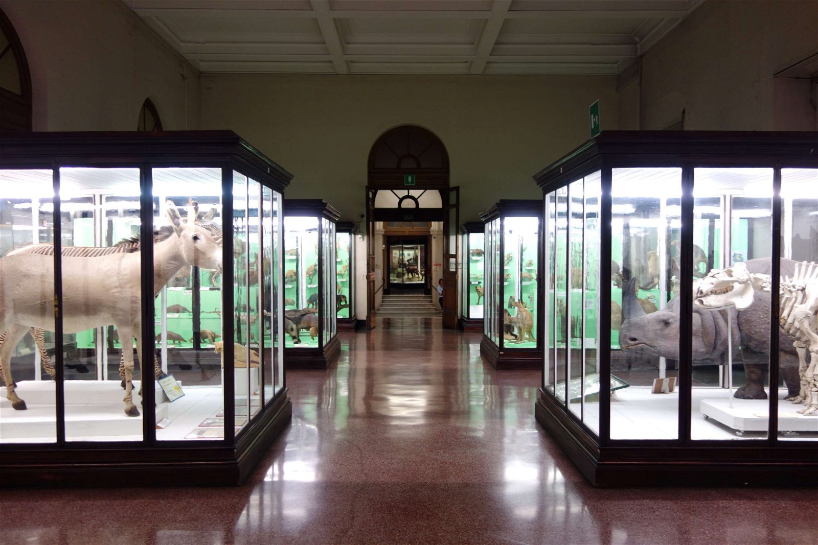 Museo Civico di Storia Naturale Giacomo Doria
